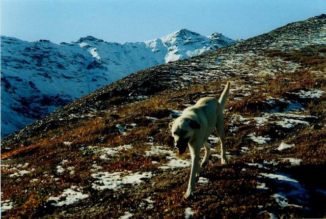 Kenai after Crane and Wendy's wedding. Healy, Alaska.