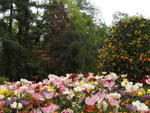 DSCF0498