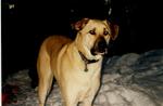 Kenai and Mytack