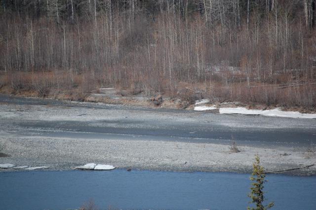 3 Bears down there