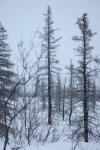 Misc. View