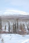 Bluebird Sunday 2