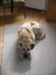 Kenai. March 2007. Photo by Ed.