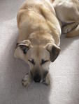 Kenai. March 2007. Photo by Ed.