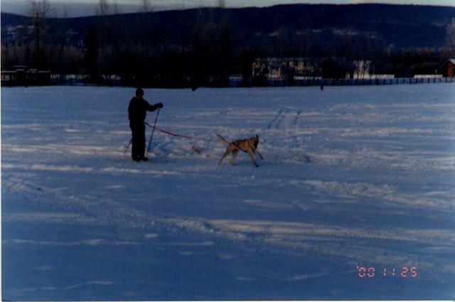 Skijoring with Kenai.